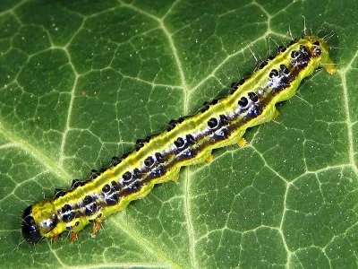 Cydalima perspectalis