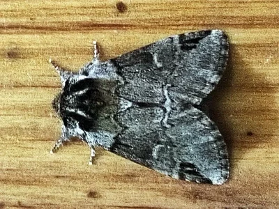 Drymonia obliterata