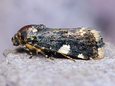 Acontia (Acontia) insocia