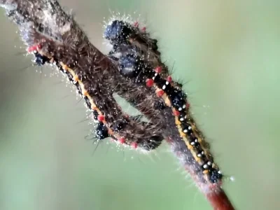 Clostera anastomosis