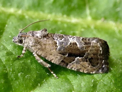 Eudemis porphyrana