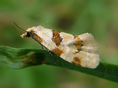 Aethes cnicana