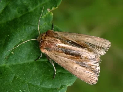 Xylomoia graminea