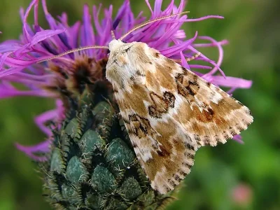 Eremobia ochroleuca