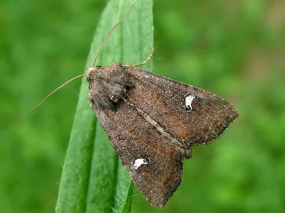 Helotropha leucostigma