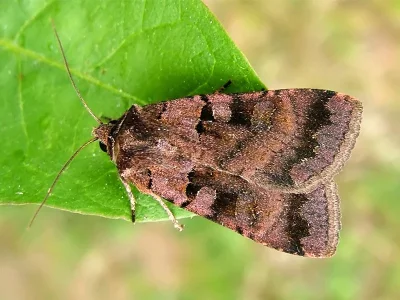 Xestia (Xestia) stigmatica