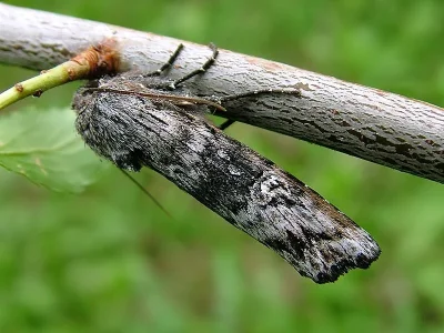 Xylena solidaginis