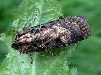 Opigena polygona