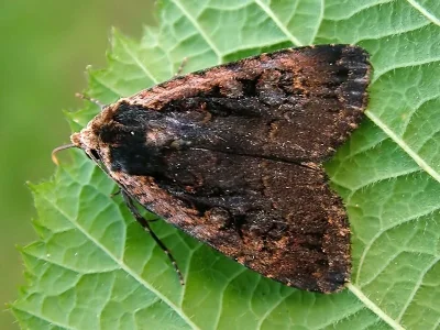 Eugraphe sigma