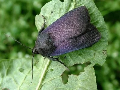 Amphipyra (Amphipyra) livida