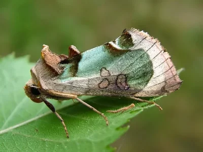 Diachrysia zosimi