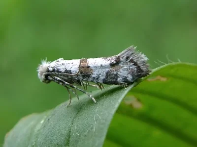 Scythropia crataegella