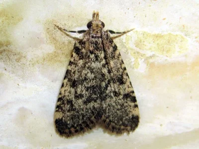 Aglossa brabanti