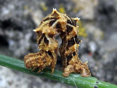 Charissa (Euchrognophos) mucidaria