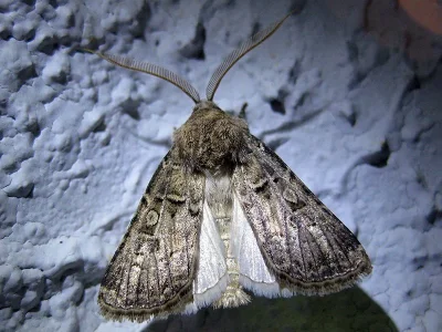 Agrotis (Agrotis) bigramma