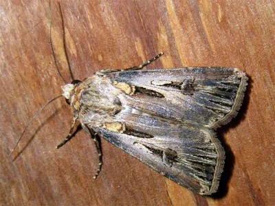 Agrotis (Agrotis) spinifera
