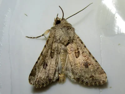 Anarta (Calocestra) sodae