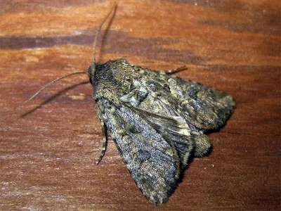 Cardepia sociabilis
