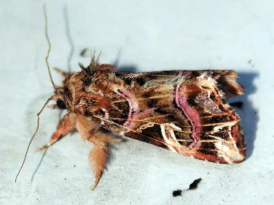 Callopistria juventina