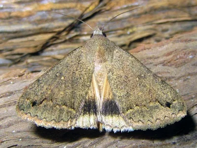 Clytie (Clytie) illunaris