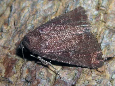 Condica viscosa