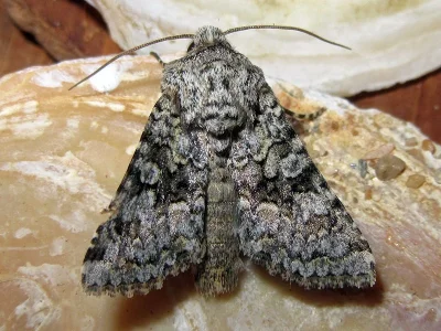 Hecatera weissi