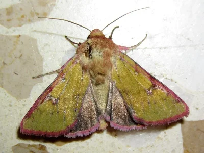 Heliothis incarnata