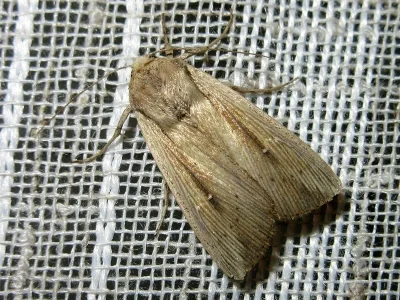 Leucania (Acantholeucania) loreyi