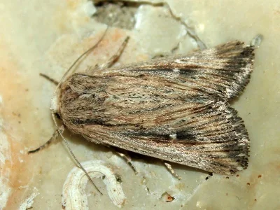 Leucania putrescens