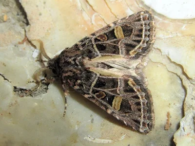 Leucochlaena (Leucochlaena) oditis