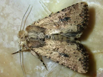 Mythimna (Morphopoliana) languida