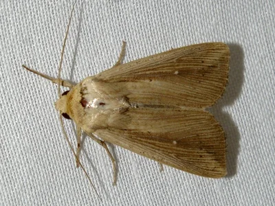 Mythimna (Anapoma) riparia