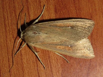 Mythimna (Pseudaletia) unipuncta