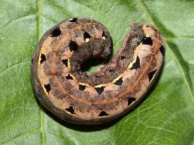 Spodoptera littoralis