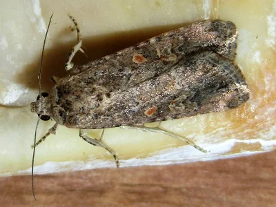 Spodoptera exigua