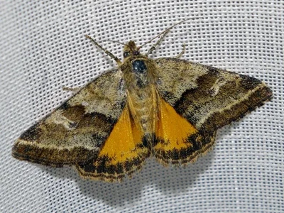 Synthymia fixa