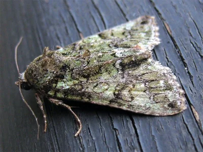 Polyphaenis sericata