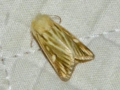 Oria musculosa