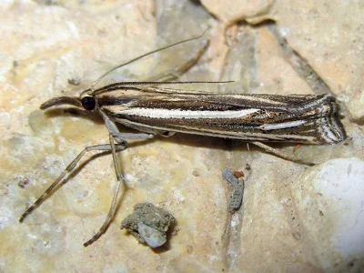 Ancylolomia disparalis