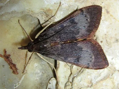 Uresiphita gilvata