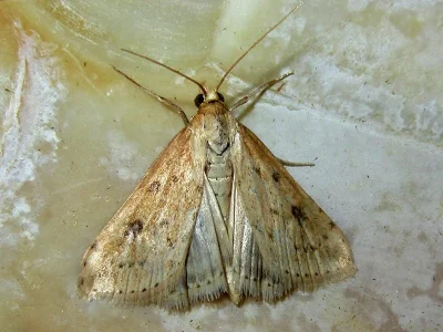 Udea numeralis