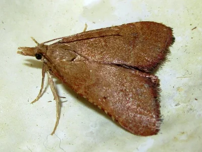Hypsopygia incarnatalis