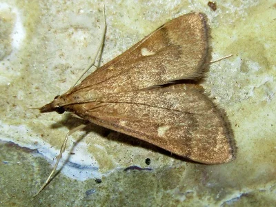 Dolicharthria punctalis