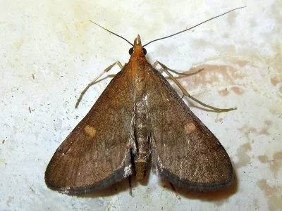 Dolicharthria aetnaealis