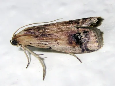 Euzophera osseatella