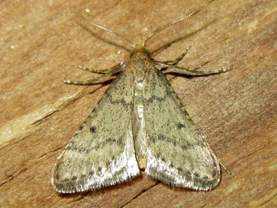Bostra obsoletalis