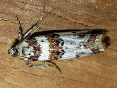 Asalebria geminella
