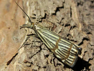Chrysocrambus dentuellus