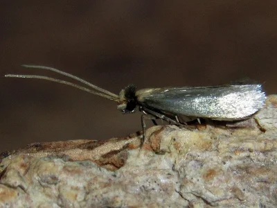 Crassicornella agenjoi