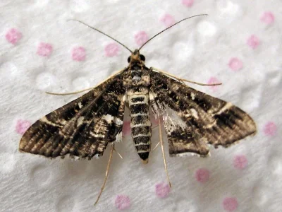 Diasemiopsis ramburialis